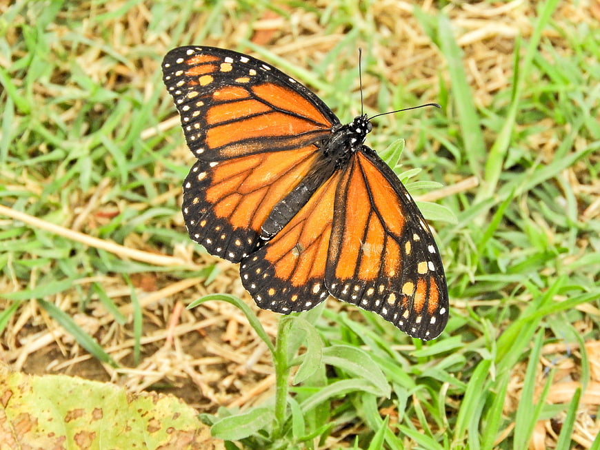 Monarch Butterfly on Green Grass