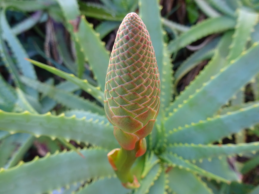 Close-up of Aloe Vera Flower Bud with Spiky Leaves