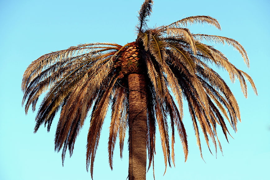 Dead Palm Tree Against Blue Sky