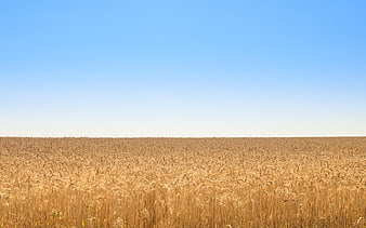 Golden wheat field under clear blue sky