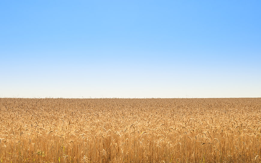 Golden wheat field under clear blue sky
