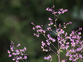 Delicate Pink Wildflowers Against Soft Green Background