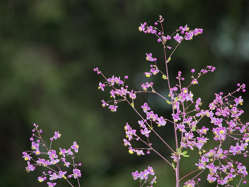 Delicate Pink Wildflowers Against Soft Green Background