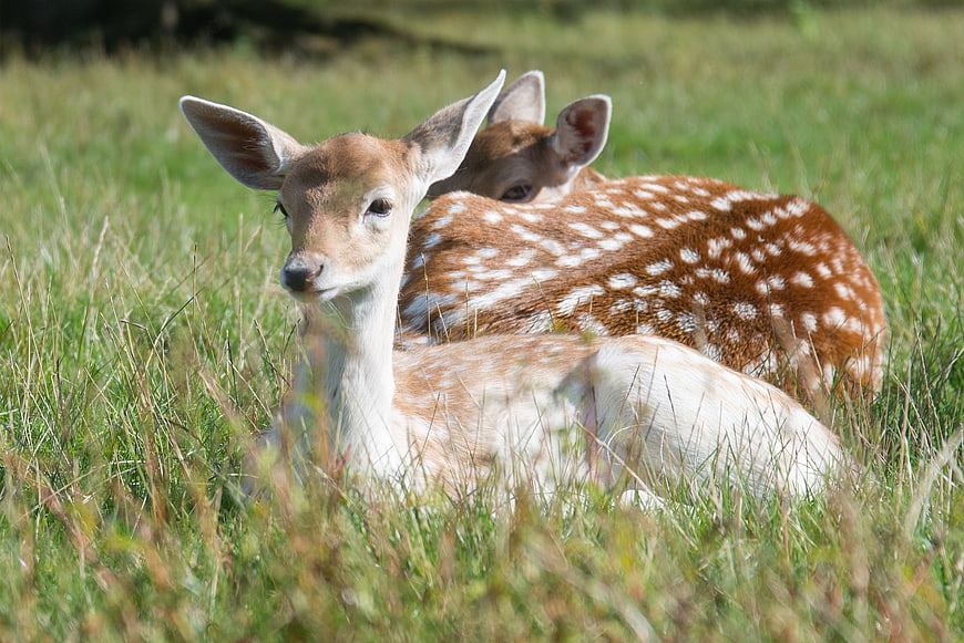 Two spotted fawns resting in green grass field