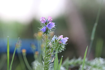 Close-up of purple borage flowers with morning dew drops