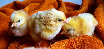 Three fluffy yellow baby chicks resting on an orange towel