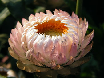 Close-up of a pink and white strawflower with orange center