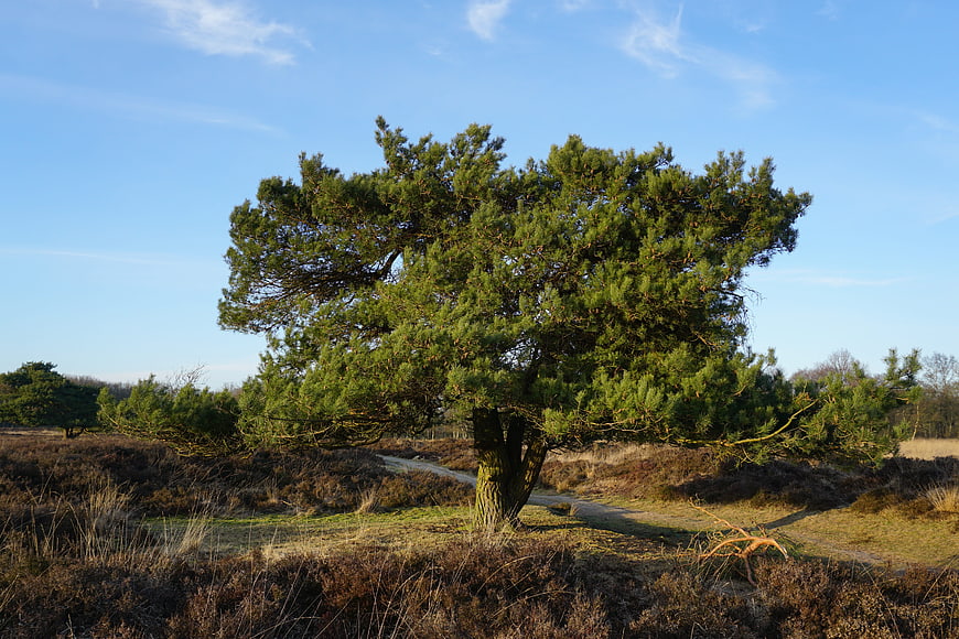 Lone pine tree in heathland landscape with blue sky