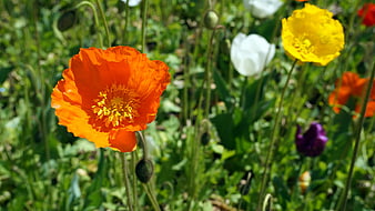 Vibrant Orange Poppy Flower in a Sunny Meadow