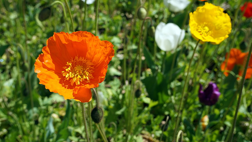 Vibrant Orange Poppy Flower in a Sunny Meadow