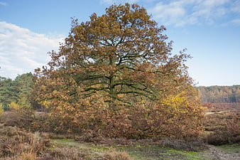 Lone Oak Tree in Autumn Heathland Landscape