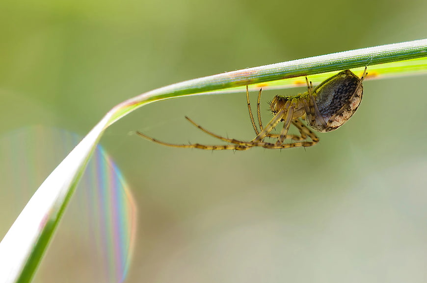 Close-up of a spider hanging from a blade of grass