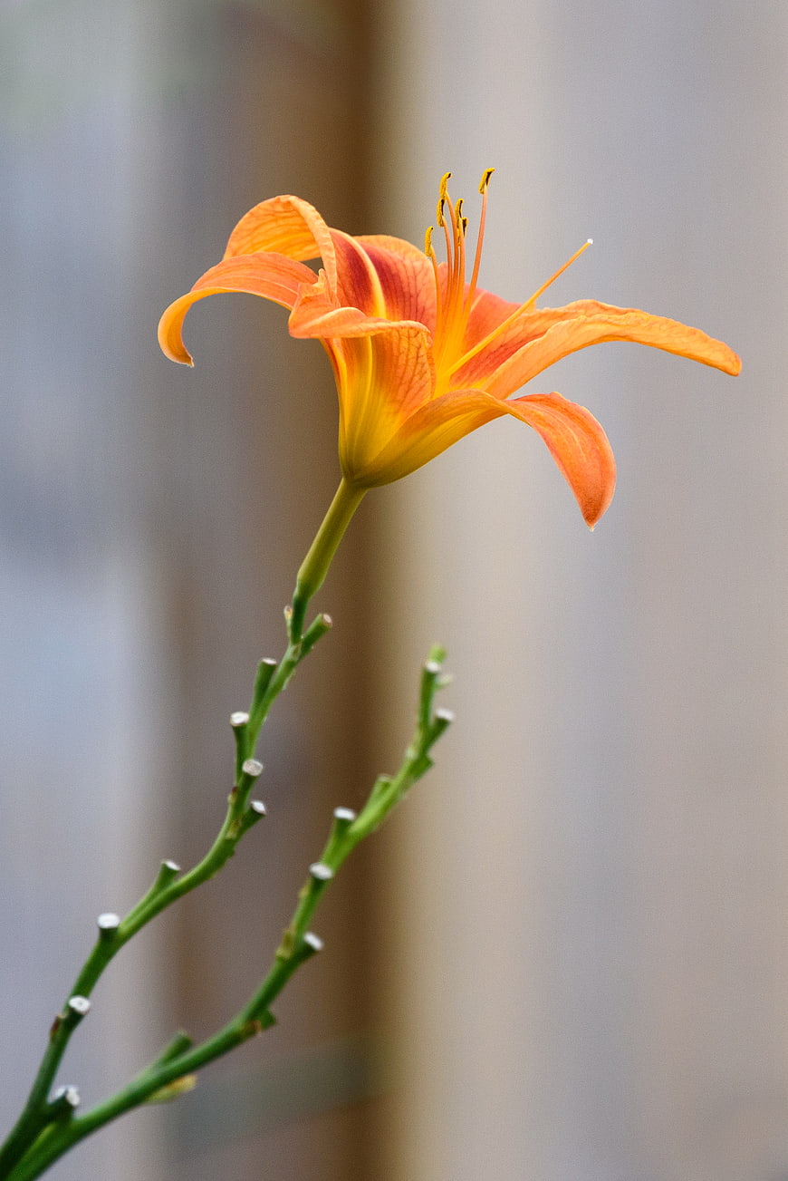 Close-up of a vibrant orange daylily flower on a green stem