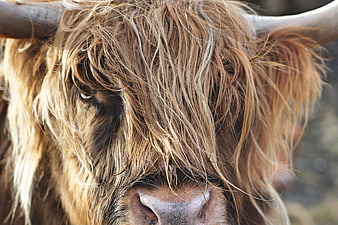 Close-up portrait of a Highland cow face with long shaggy hair