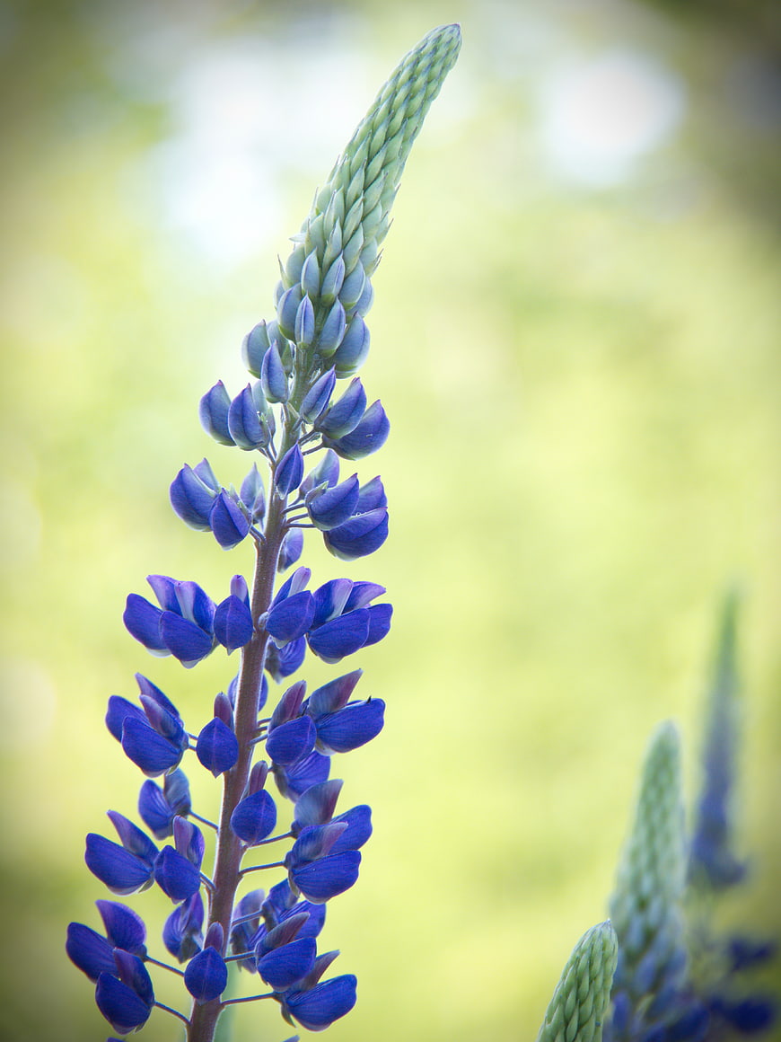 Vertical Blue Lupine Flower with Green Background