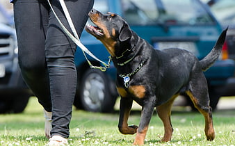 Rottweiler puppy on leash walking on grass