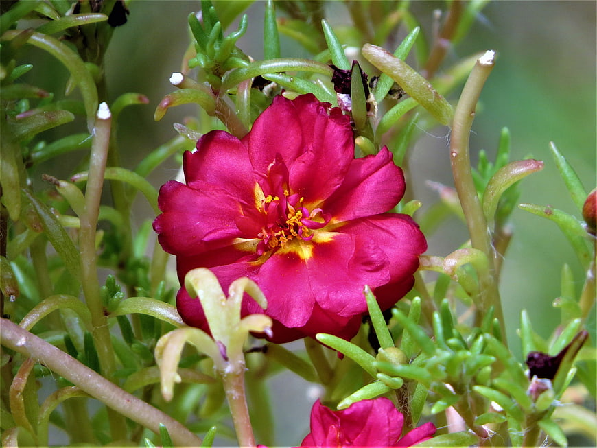 Vibrant Red Portulaca Flower Close-Up in Garden