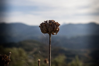 Dried flower head with spider web against blurred mountain landscape