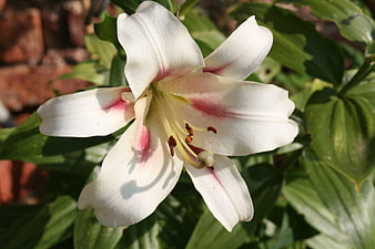Close-up of white lily with pink markings in sunlight