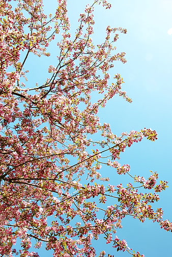 Pink Spring Blossoms Against Clear Blue Sky