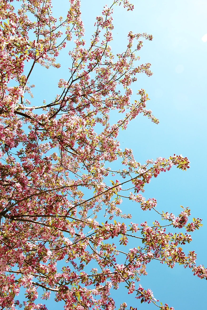 Pink Spring Blossoms Against Clear Blue Sky