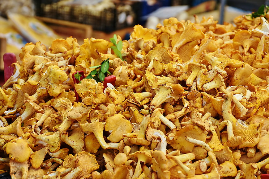Fresh Yellow Chanterelle Mushrooms at Market