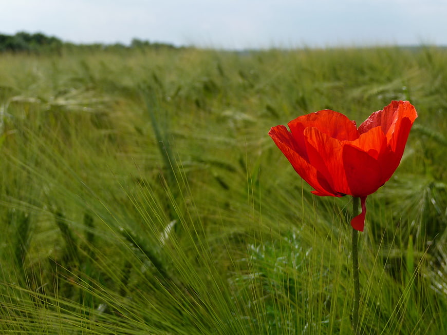 Vibrant Red Poppy Flower in Green Wheat Field