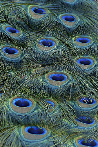 Close-up of vibrant peacock feathers with blue and green patterns
