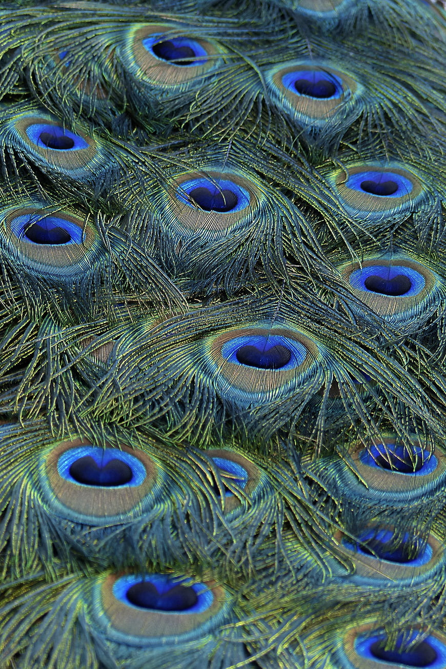 Close-up of vibrant peacock feathers with blue and green patterns