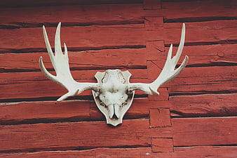 White Moose Skull with Antlers on Red Wooden Wall