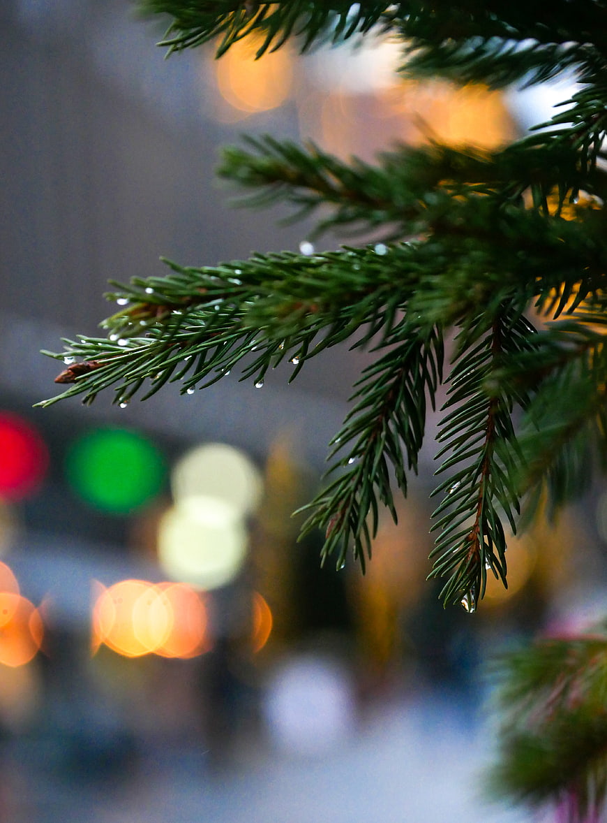 Close-up of wet pine branch with festive bokeh lights