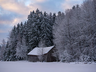 Snowy wooden barn in winter forest landscape