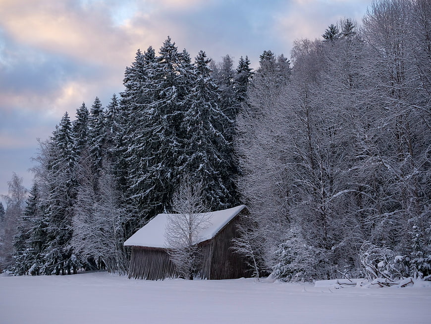 Snowy wooden barn in winter forest landscape