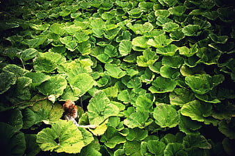 Woman Hidden Among Giant Green Leaves in Lush Garden