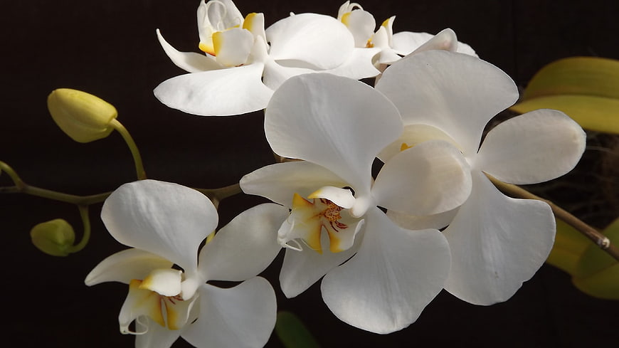 White Phalaenopsis Orchid Blooms Against Dark Background