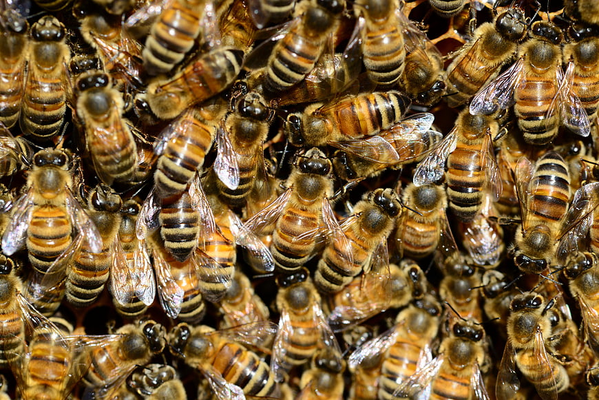 Close-up macro of honey bees on a hive