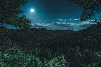Mystical Night Forest Landscape with Full Moon