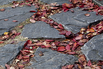 Red autumn leaves scattered in cracks of gray stone pavement