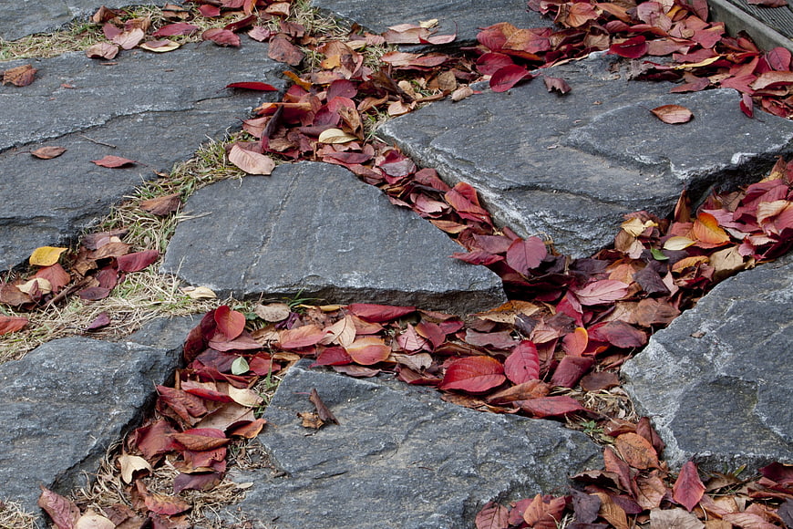 Red autumn leaves scattered in cracks of gray stone pavement
