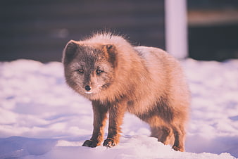 Arctic Fox Standing in Snowy Winter Landscape