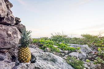 Pineapple on rocky coastal landscape with green vegetation