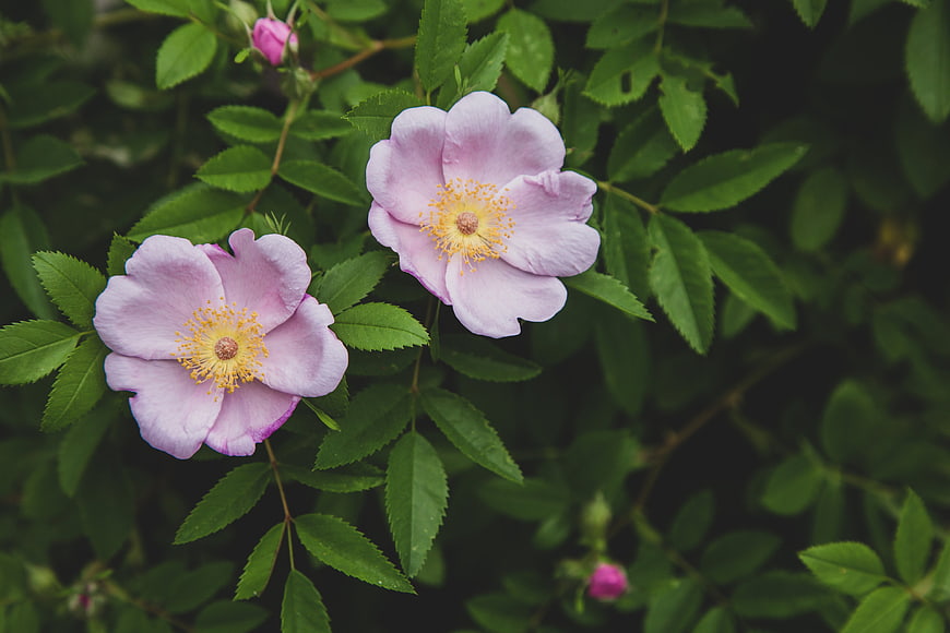 Close-up of Pink Wild Roses with Green Leaves
