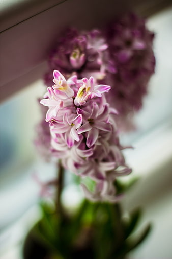 Close-up of pink hyacinth flowers in soft focus