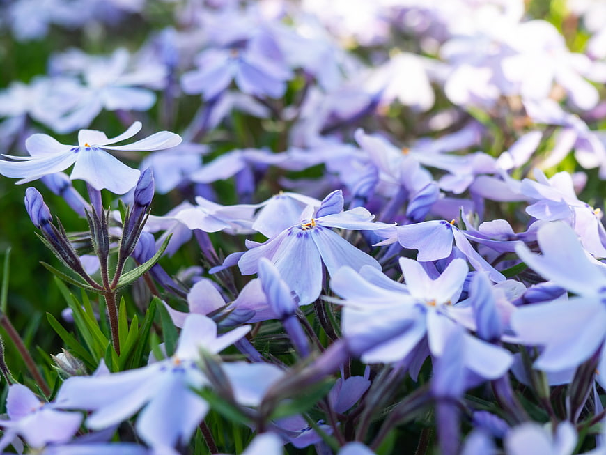 Close-up of delicate light purple phlox flowers in a garden