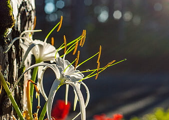 White Spider Lily Flowers Backlit by Sunlight