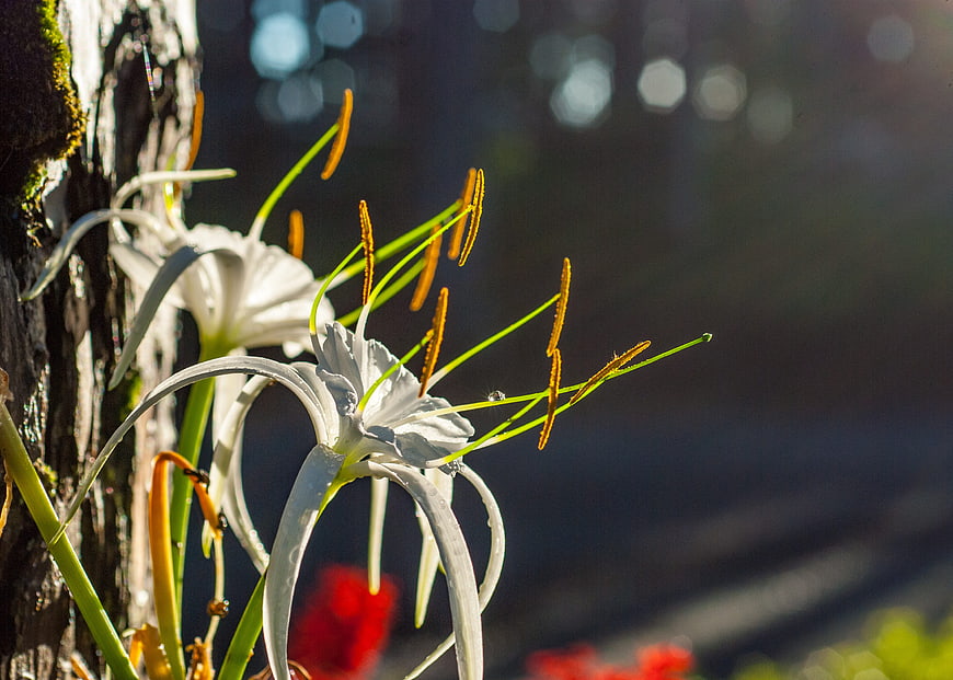 White Spider Lily Flowers Backlit by Sunlight