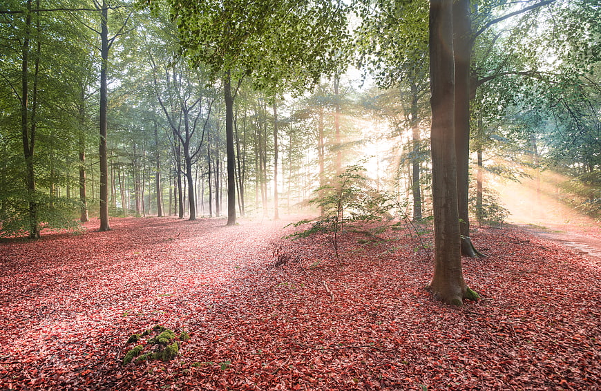 Sunbeams shining through misty forest with red leaf carpet