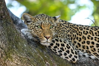Leopard resting on tree branch in natural habitat
