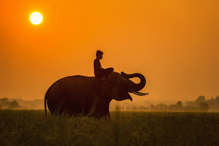 Silhouette of Elephant and Mahout at Golden Sunset