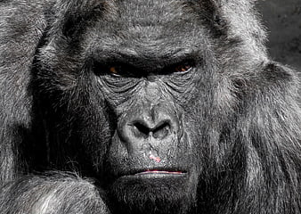 Intense Close-Up Portrait of a Silverback Gorilla